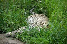 leopard (1 von 60).jpg